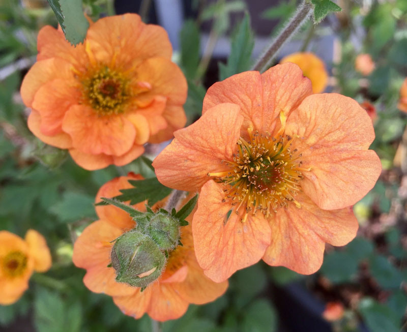 Geum 'Totally Tangerine' (Avens)